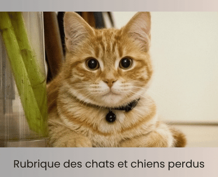 Annonces chats et chiens perdus